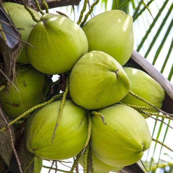 Green Coconut